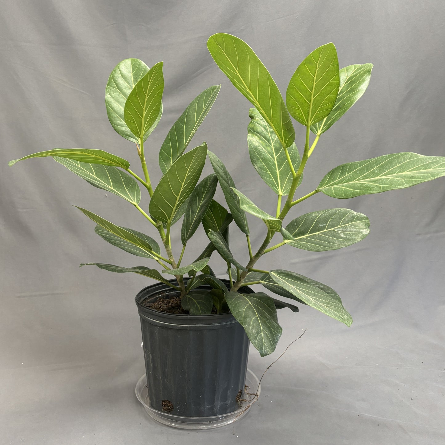 Ficus 'Audrey'