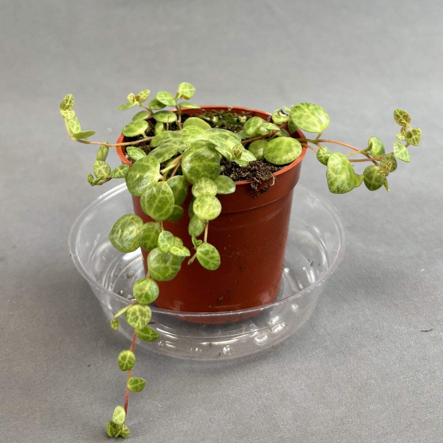 String of Turtles