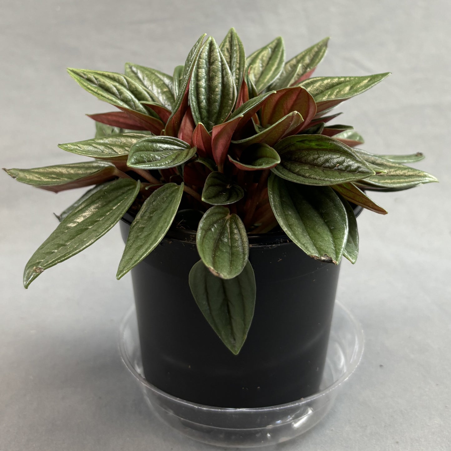 Peperomia 'Rosso'