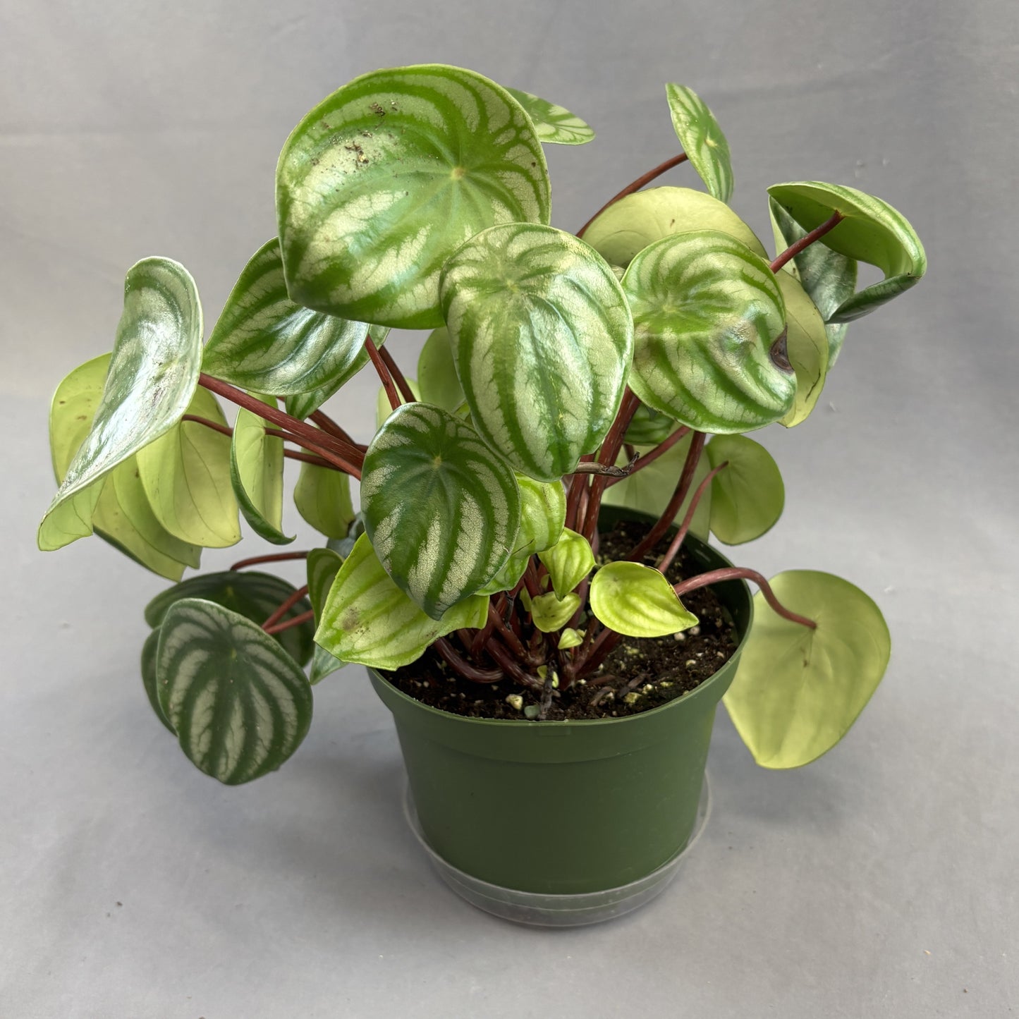 Peperomia 'Watermelon'