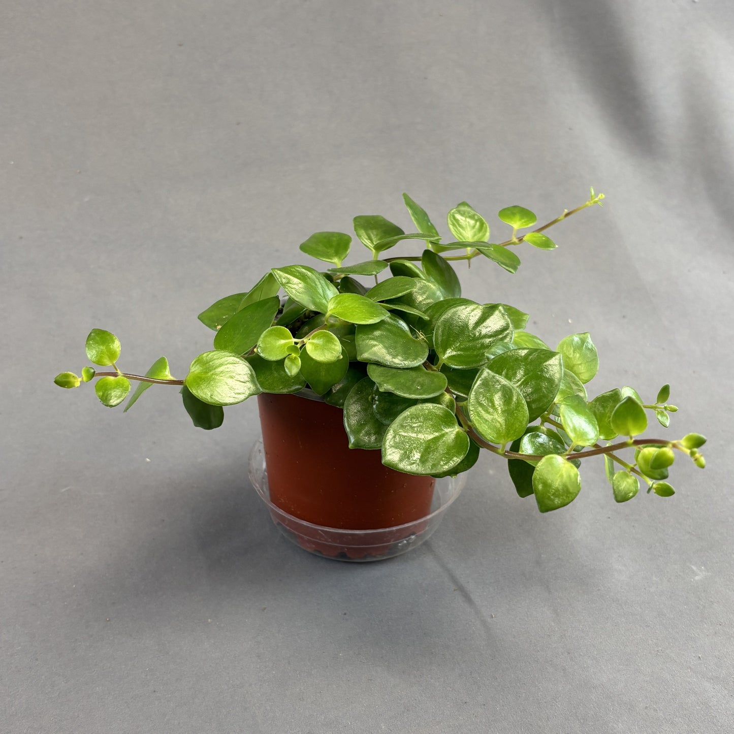 Lipstick Plant