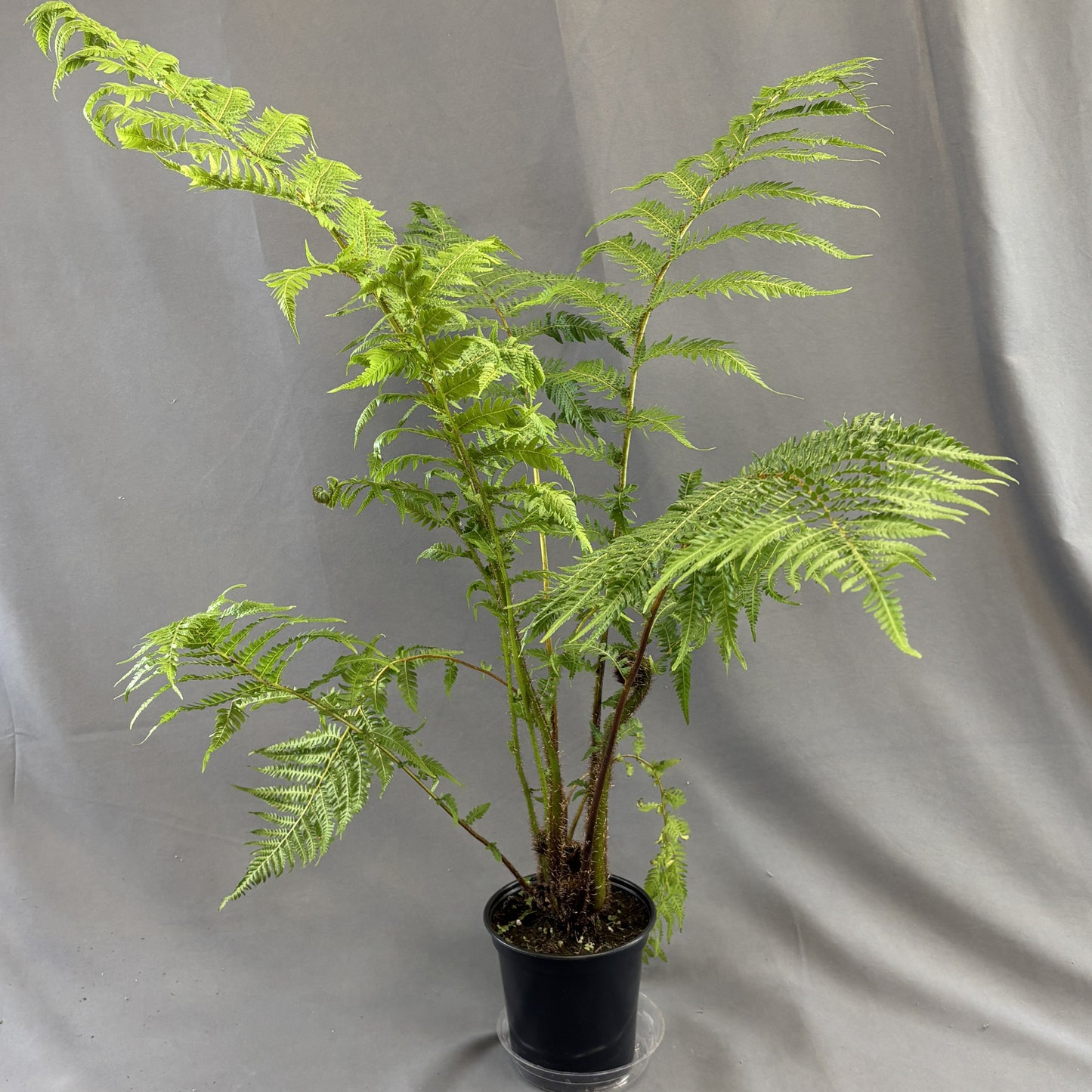 Australian Tree Fern