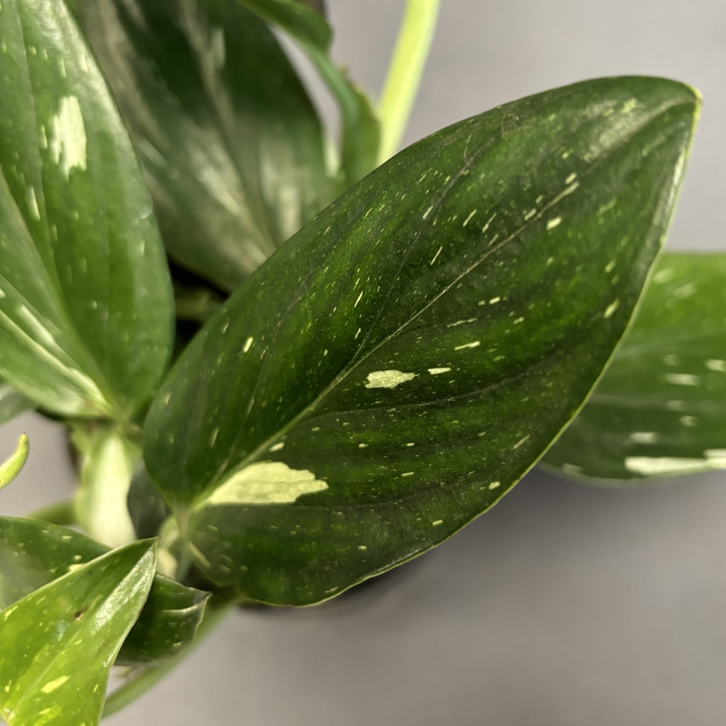 Monstera Standleyana (Cobra)
