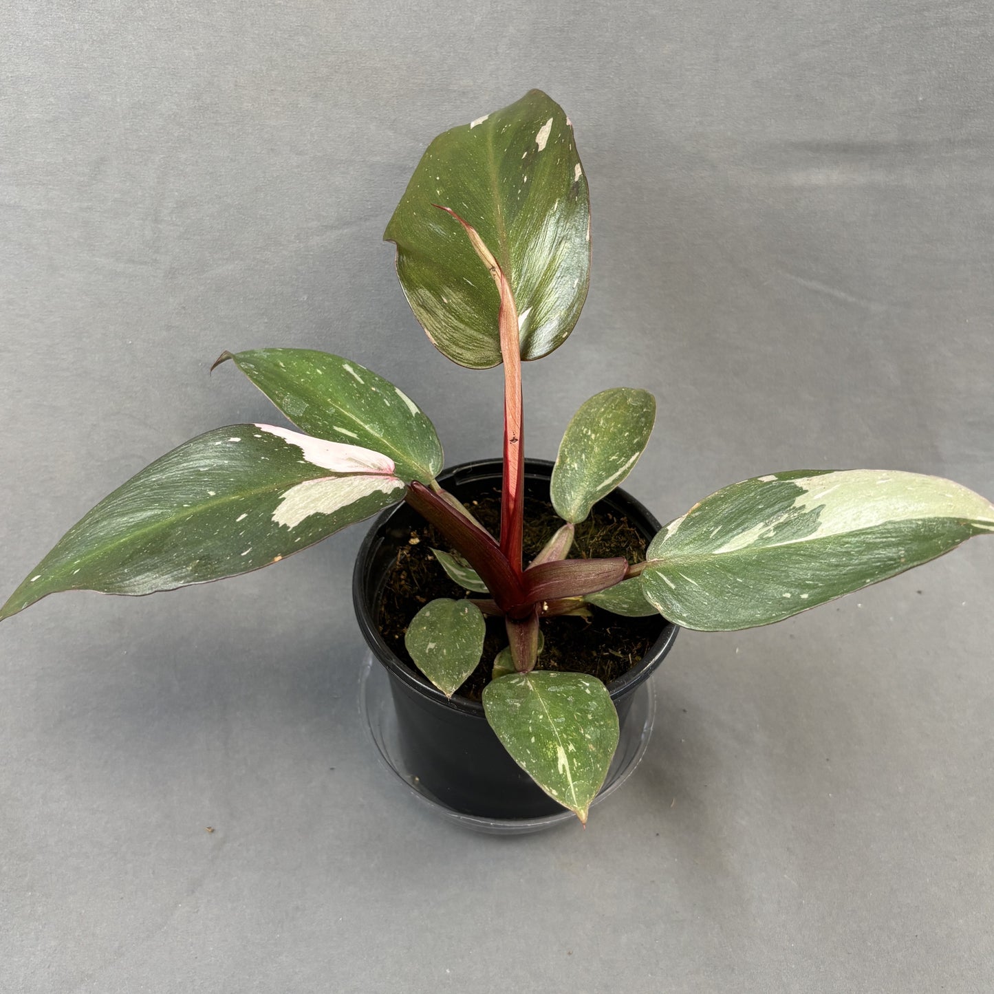 Philodendron 'Pink Princess'