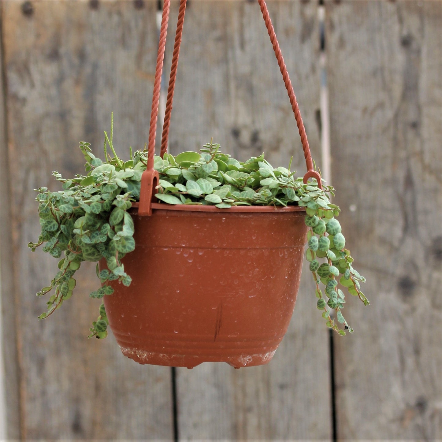String of Turtles