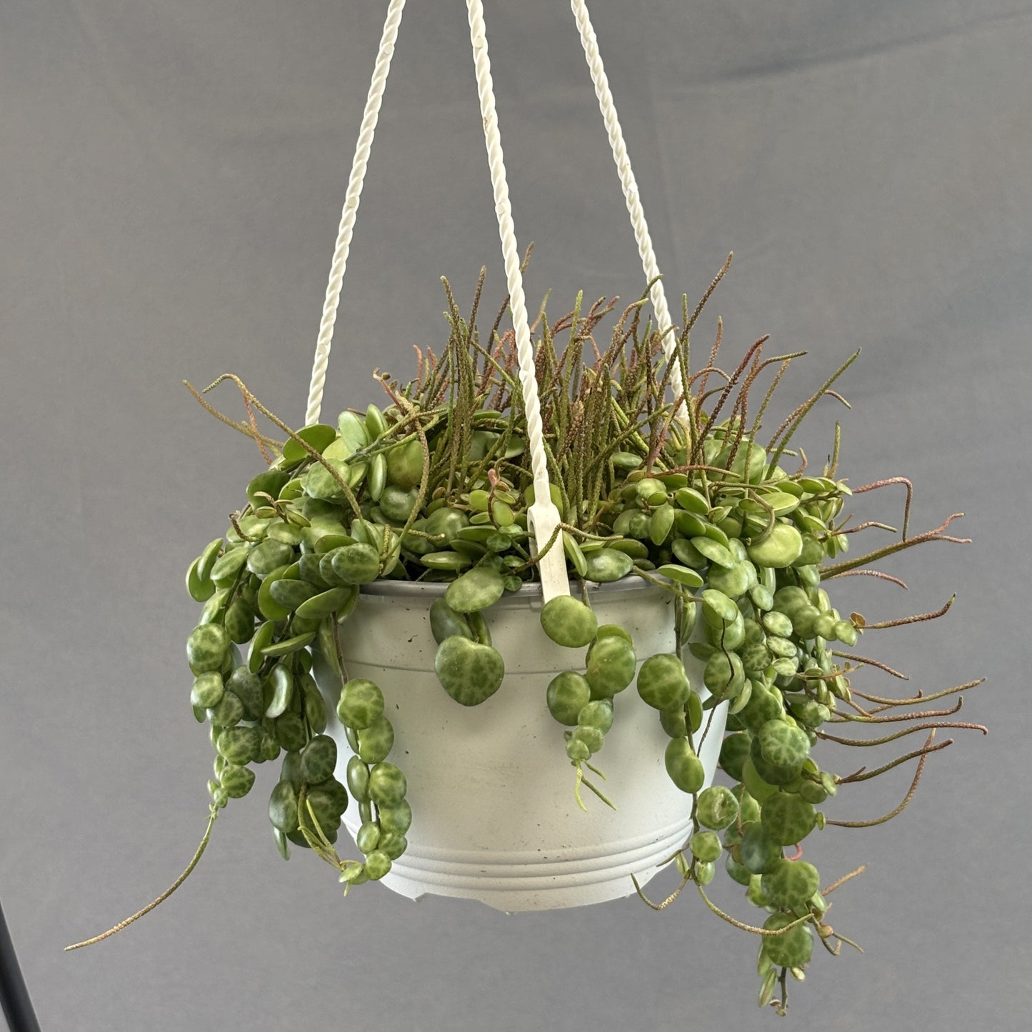 String-of-Turtles