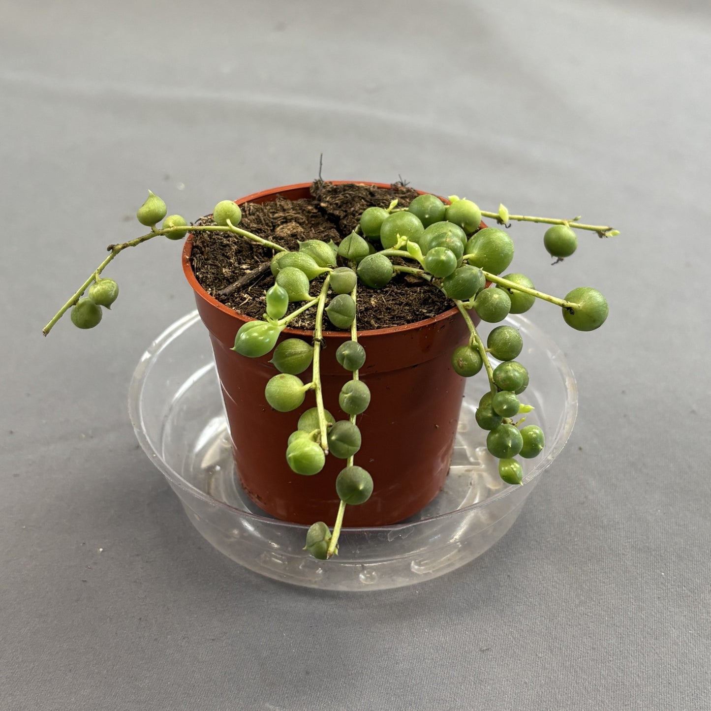 String-of-Pearls