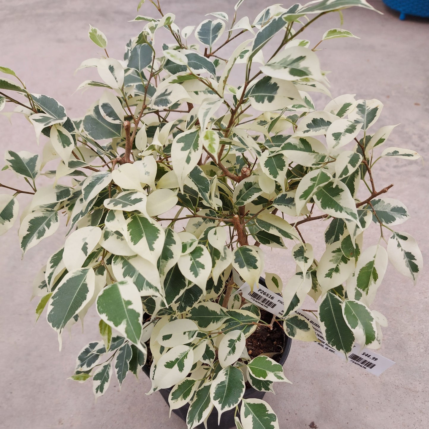 Ficus benjamina