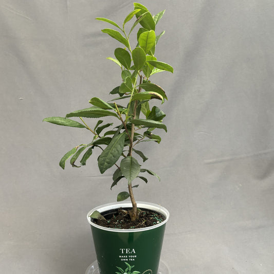 Tea Leaf Plant 6" Pot