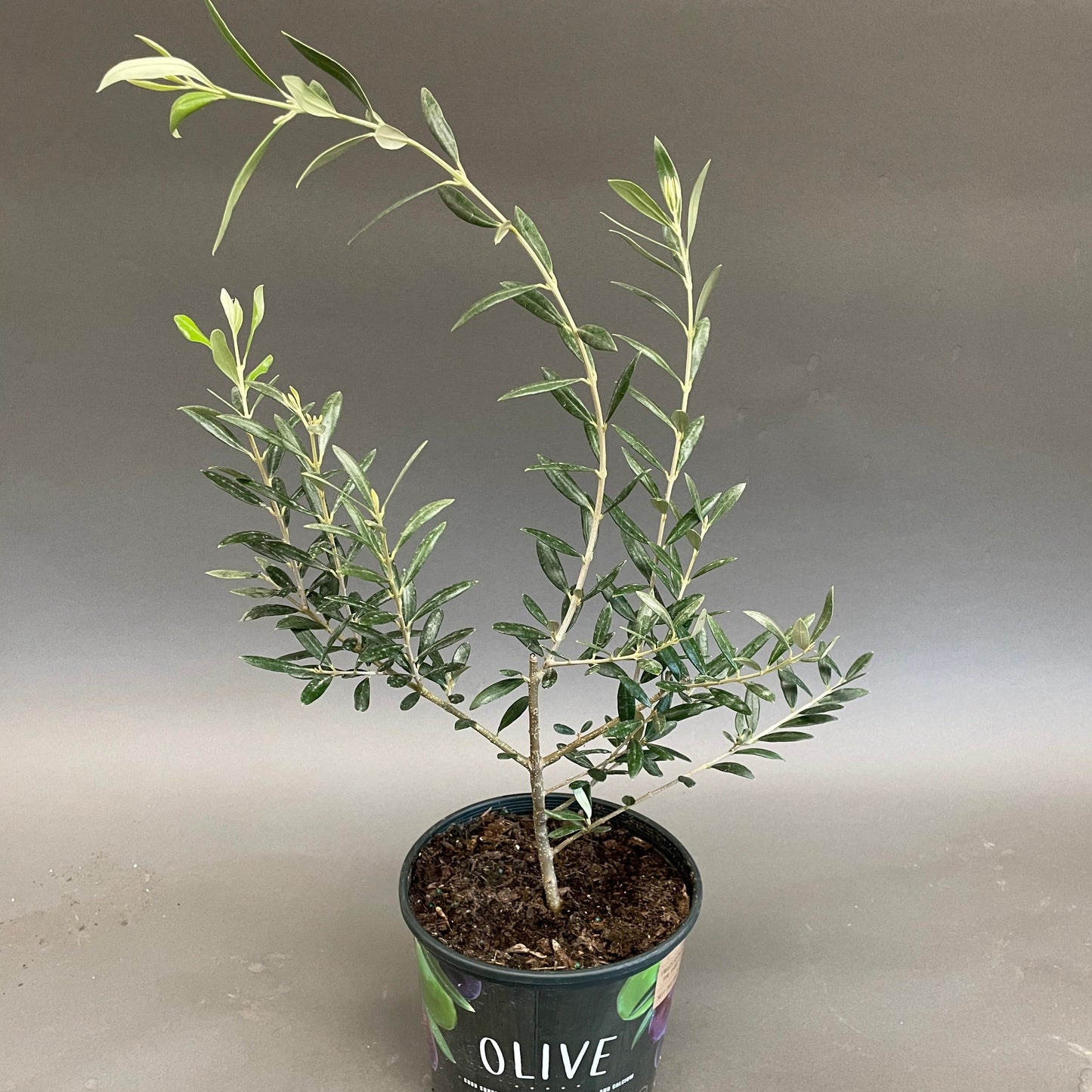 Olive Plant