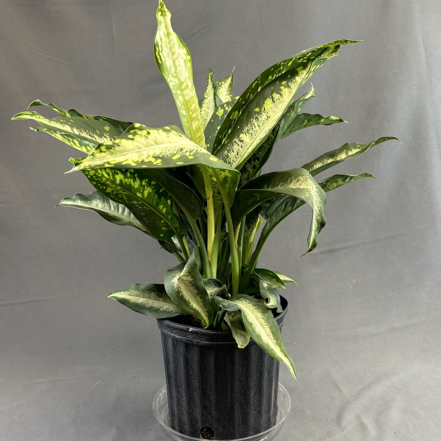 Dieffenbachia 'Panther'