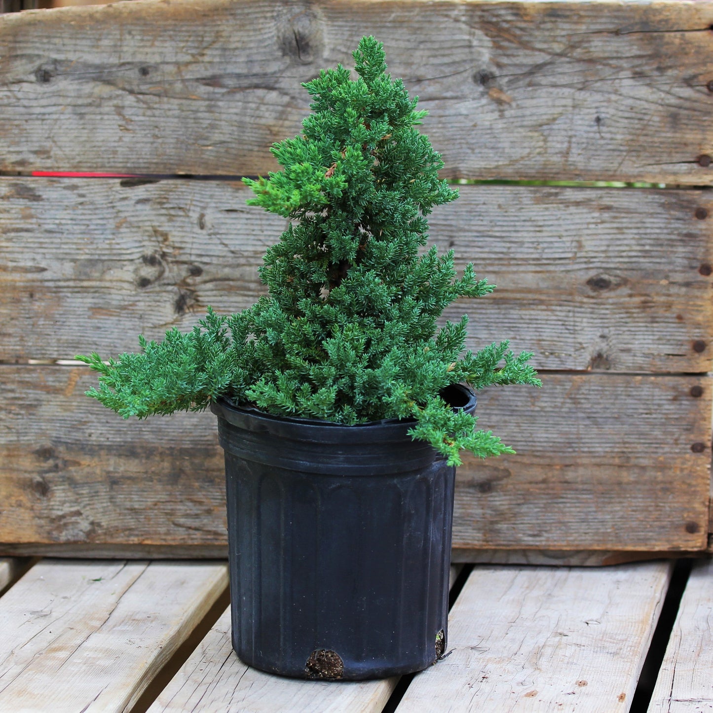Juniper Bonsai