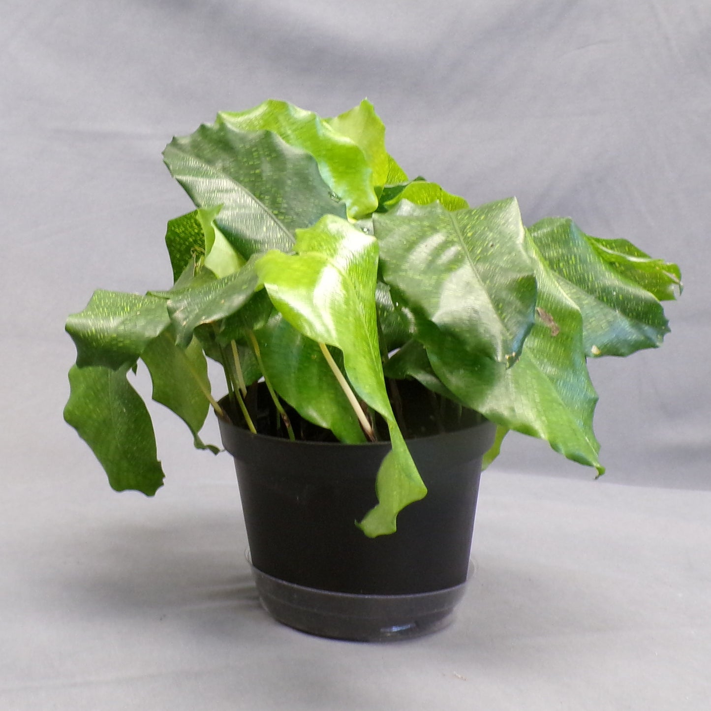 Calathea 'Network'