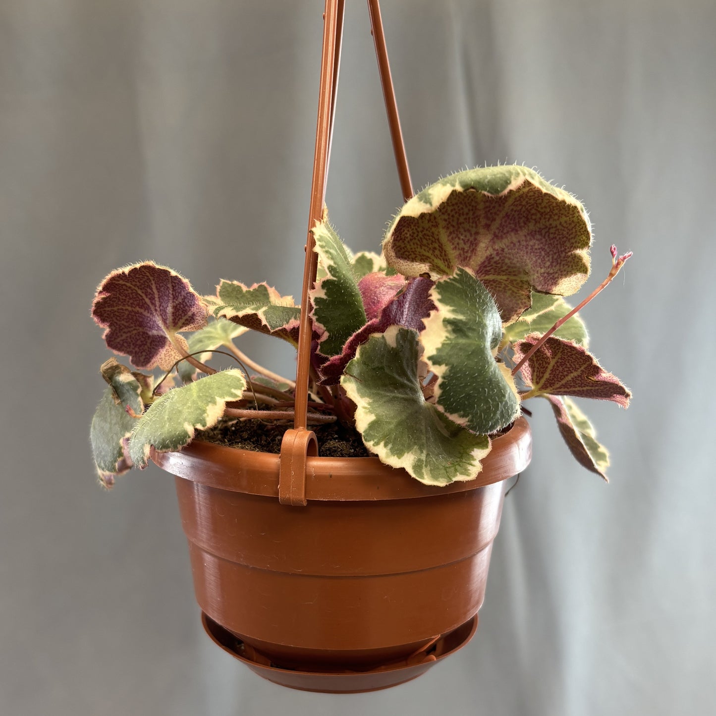 Strawberry Begonia