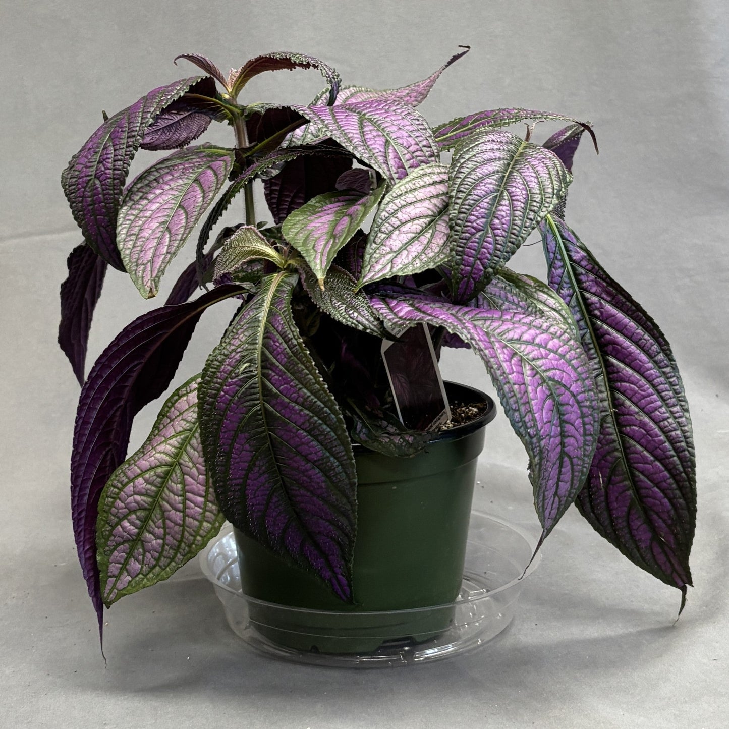 Persian Shield