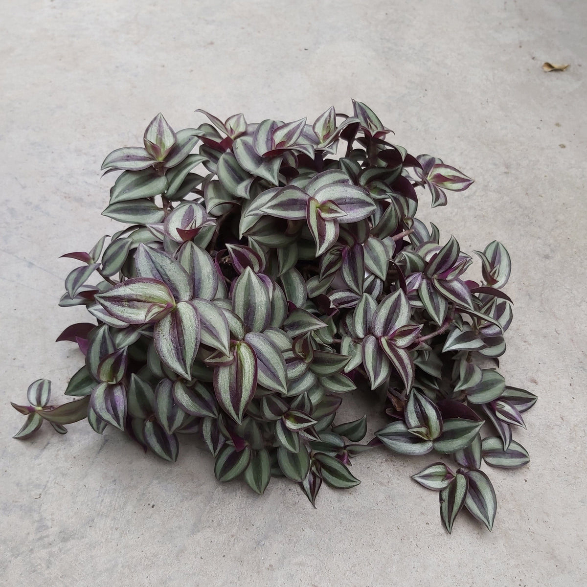 Tradescantia zebrina