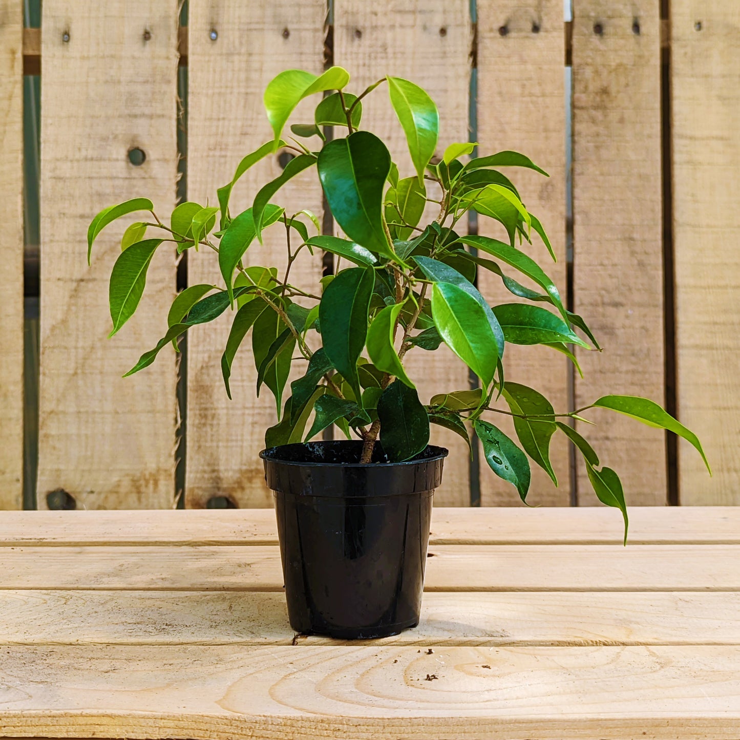 Ficus benjamina
