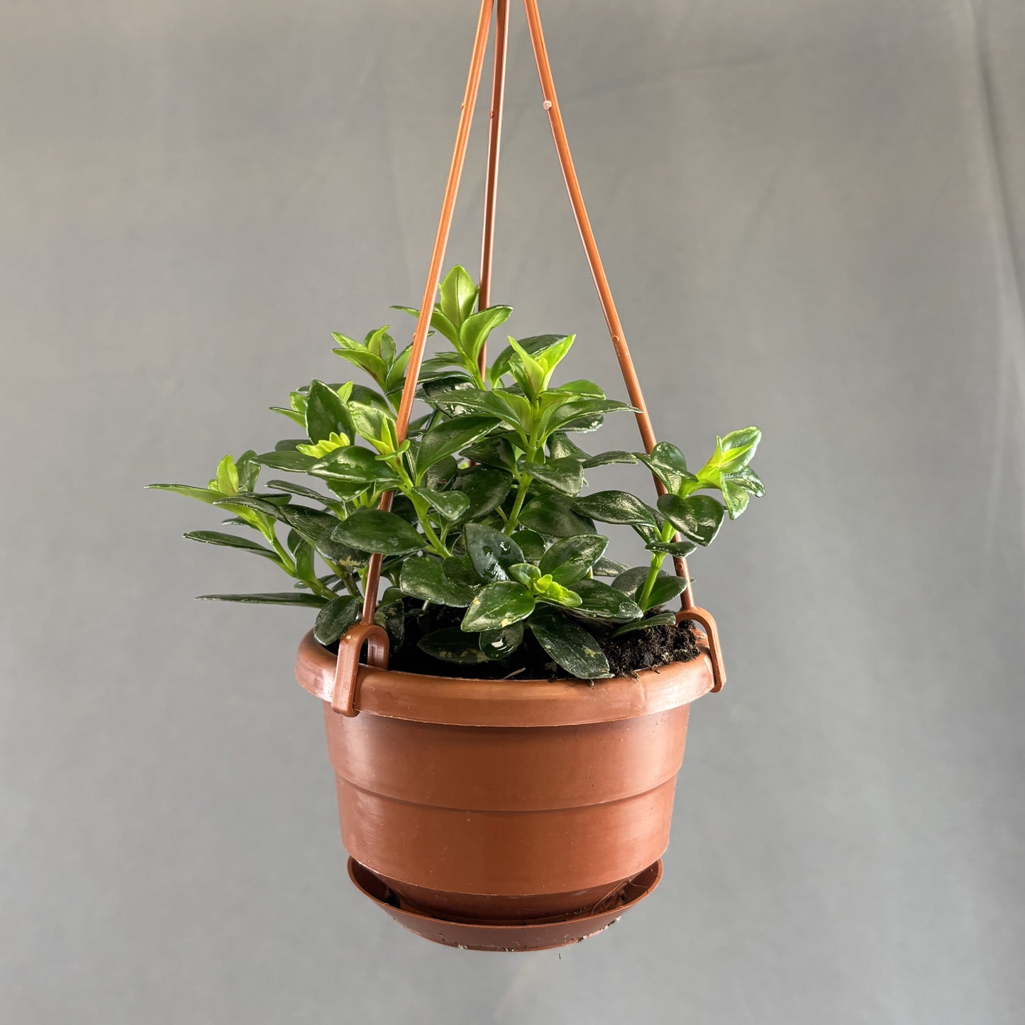 Goldfish Plant