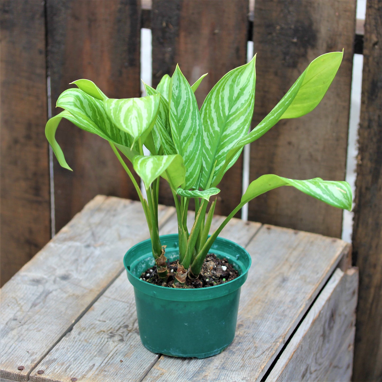 Aglaonema 'Stripes'
