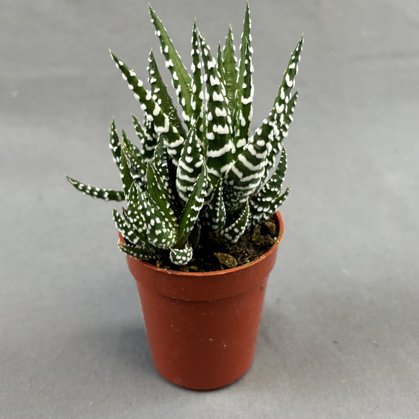 Haworthia Zebra