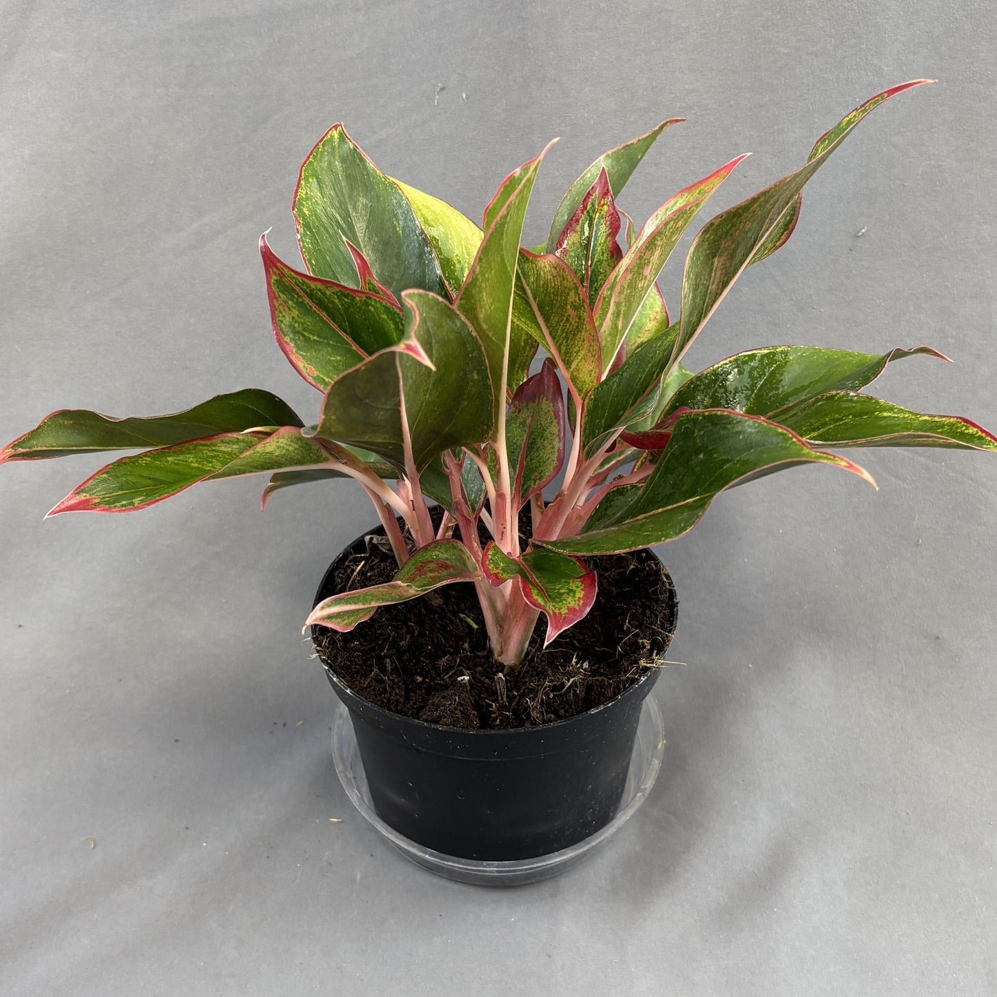 Aglaonema 'Siam Red'