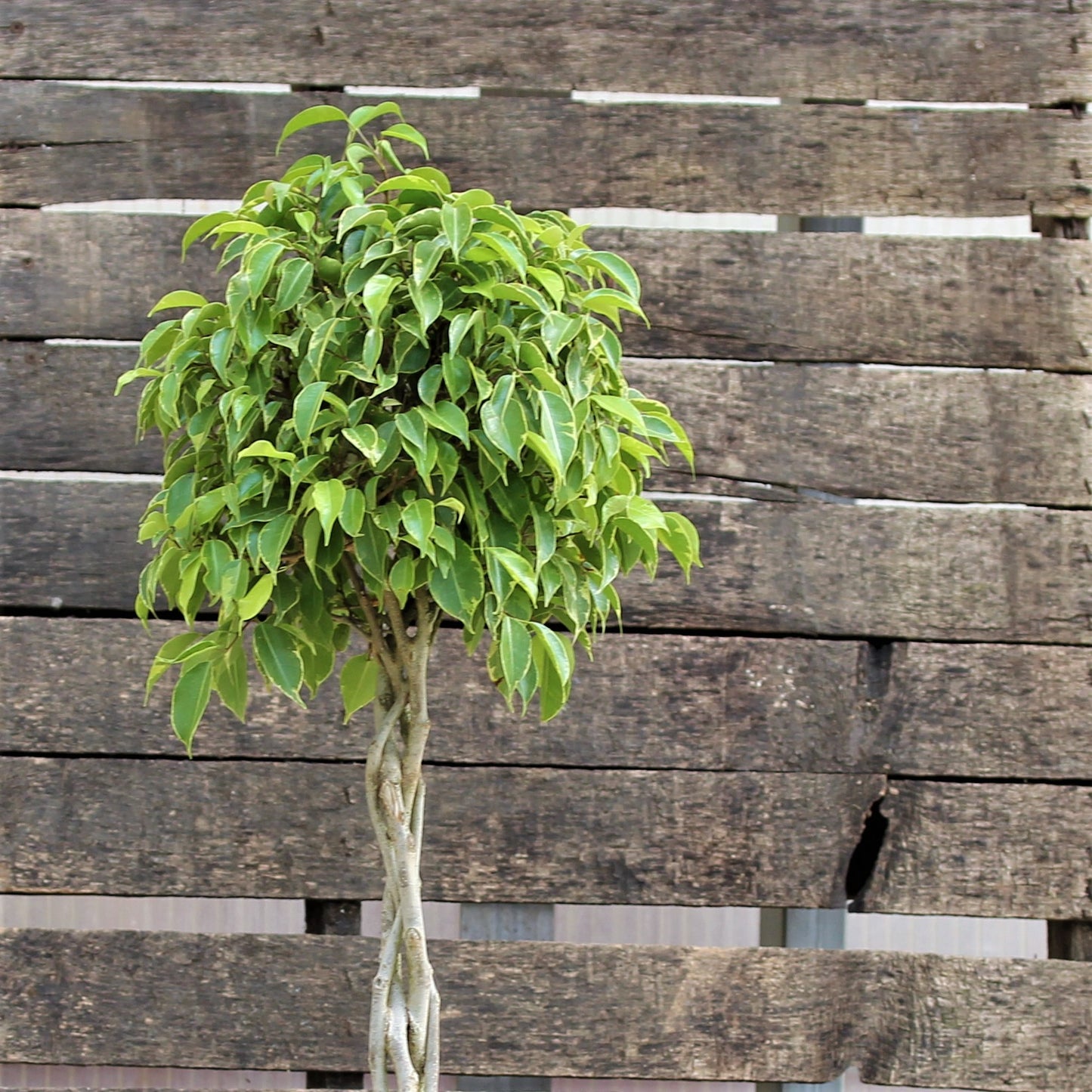 Ficus benjamina