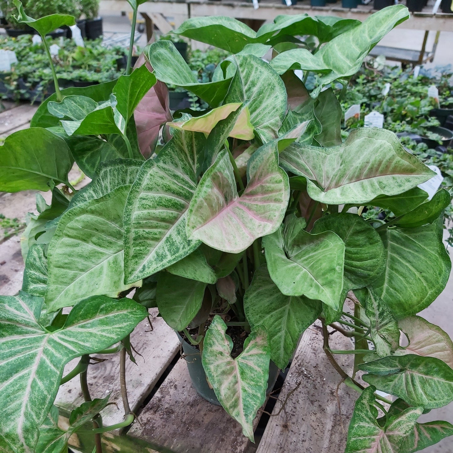 Arrowhead 'Maria Allusion'