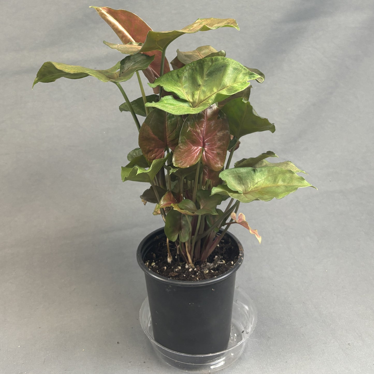 Arrowhead 'Maria Allusion'