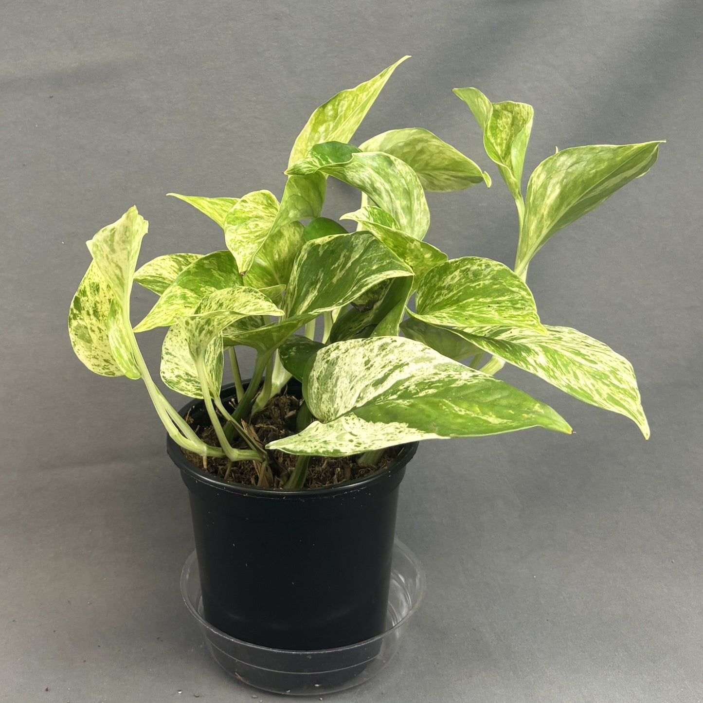 Pothos 'Marble Queen'