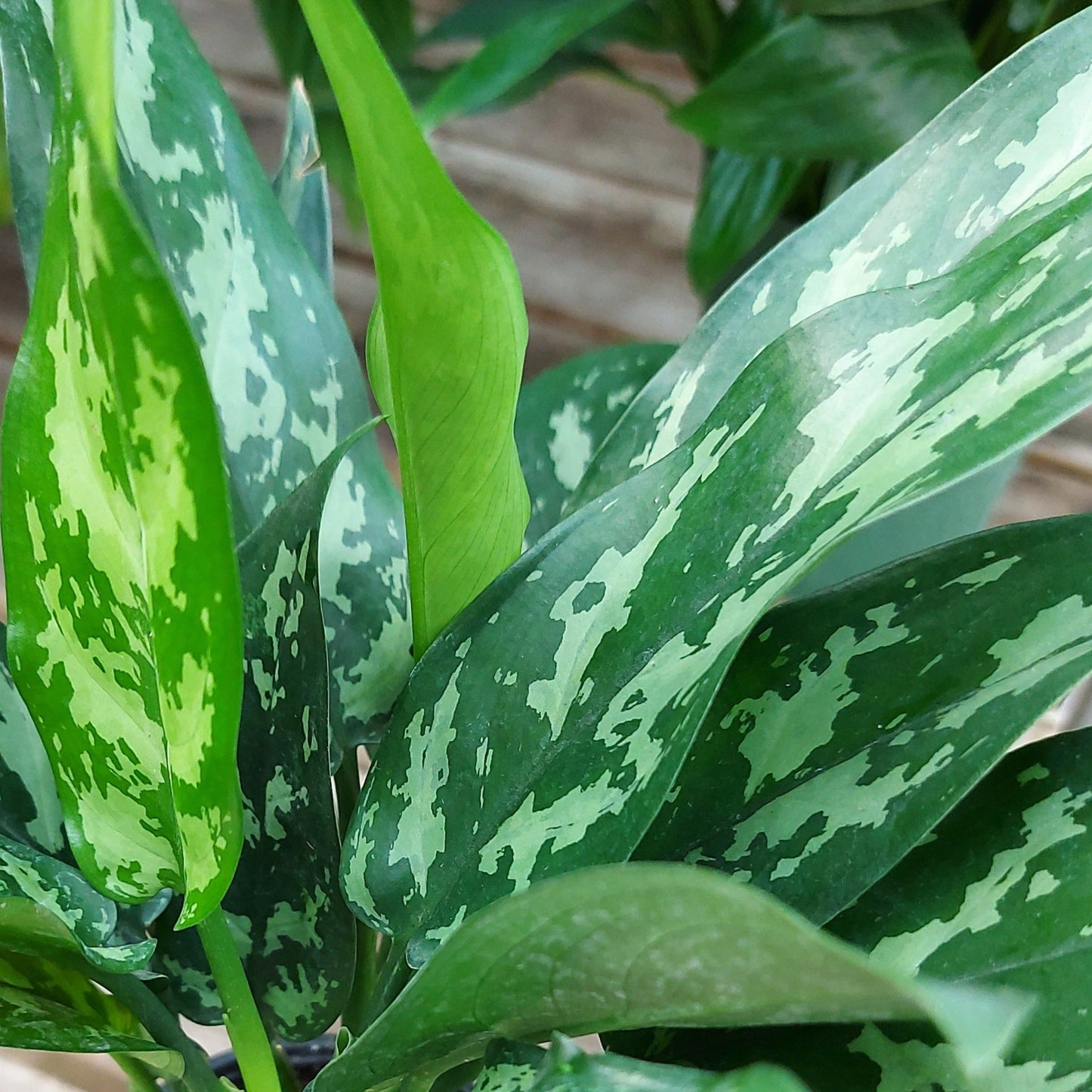 Aglaonema 'Maria Emerald Beauty'