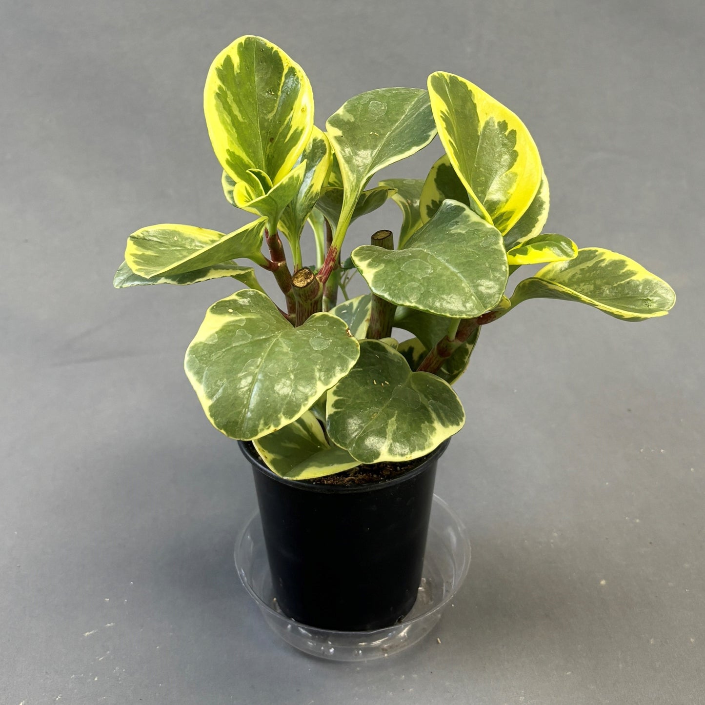 Peperomia obtusifolia 'Variegated'