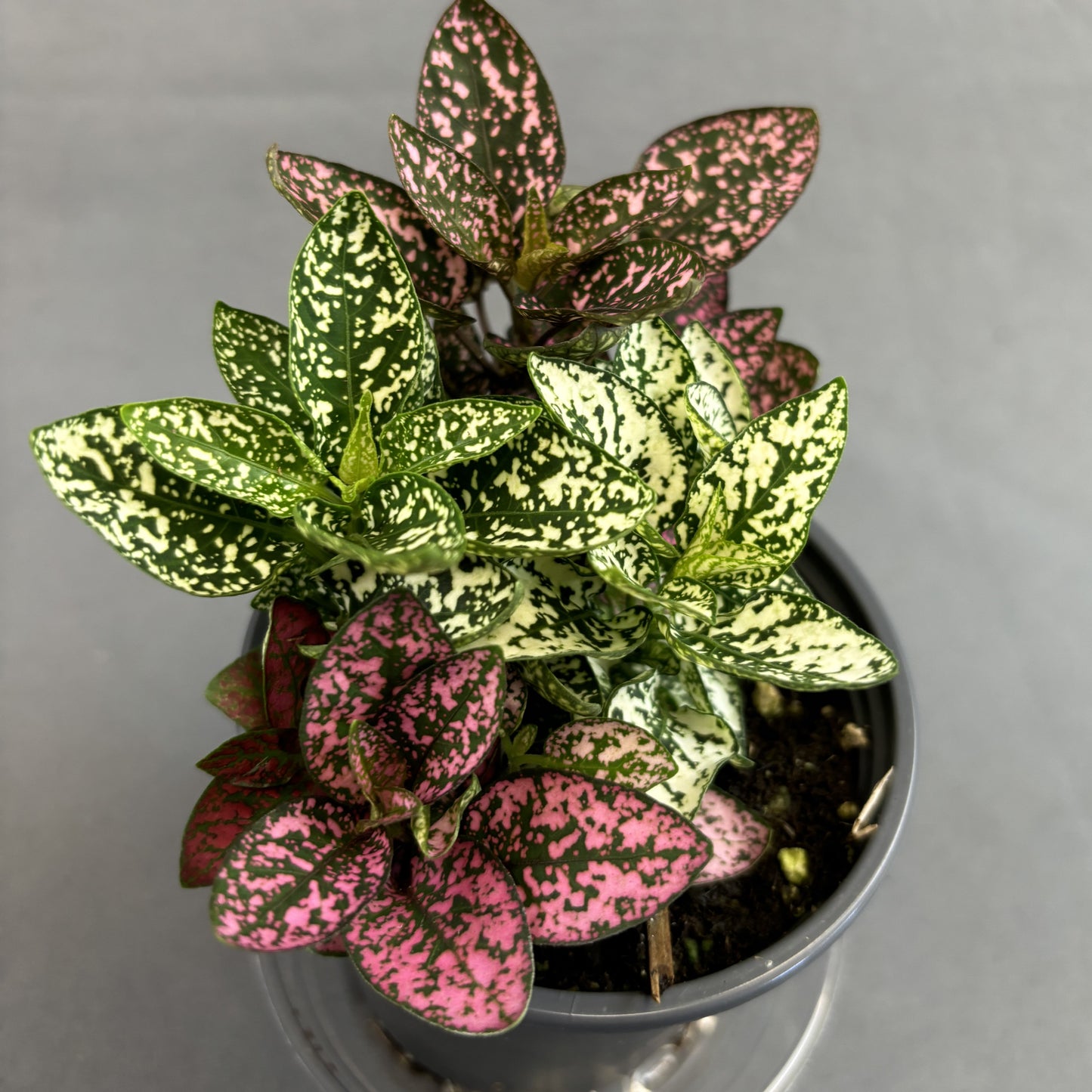 Hypoestes 'Polka Dot'