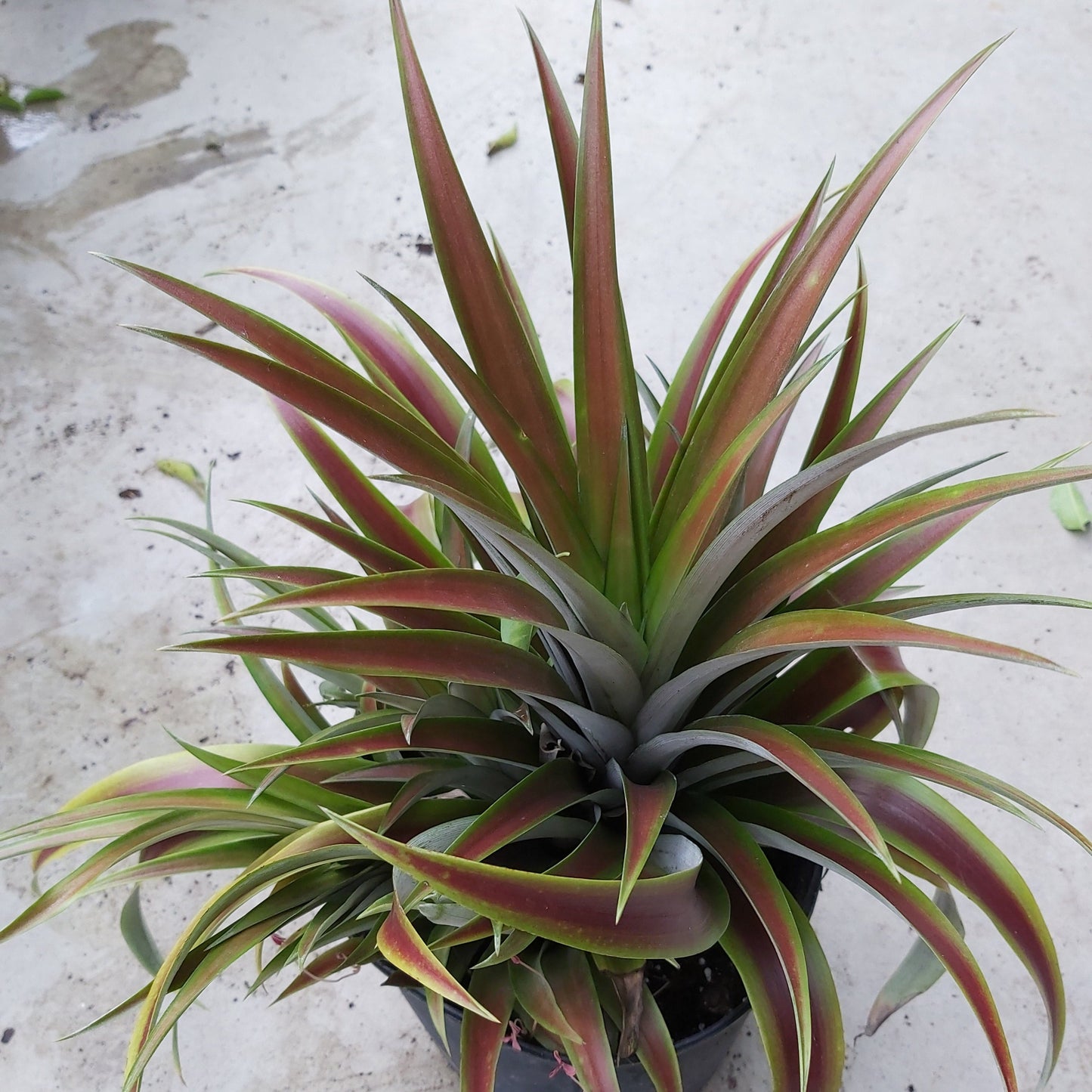 Ornamental Pineapple Bromeliad