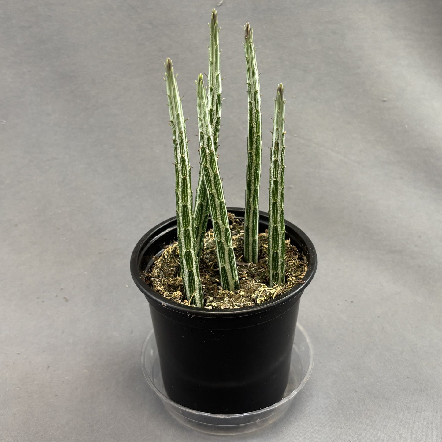 Candlestick Plant