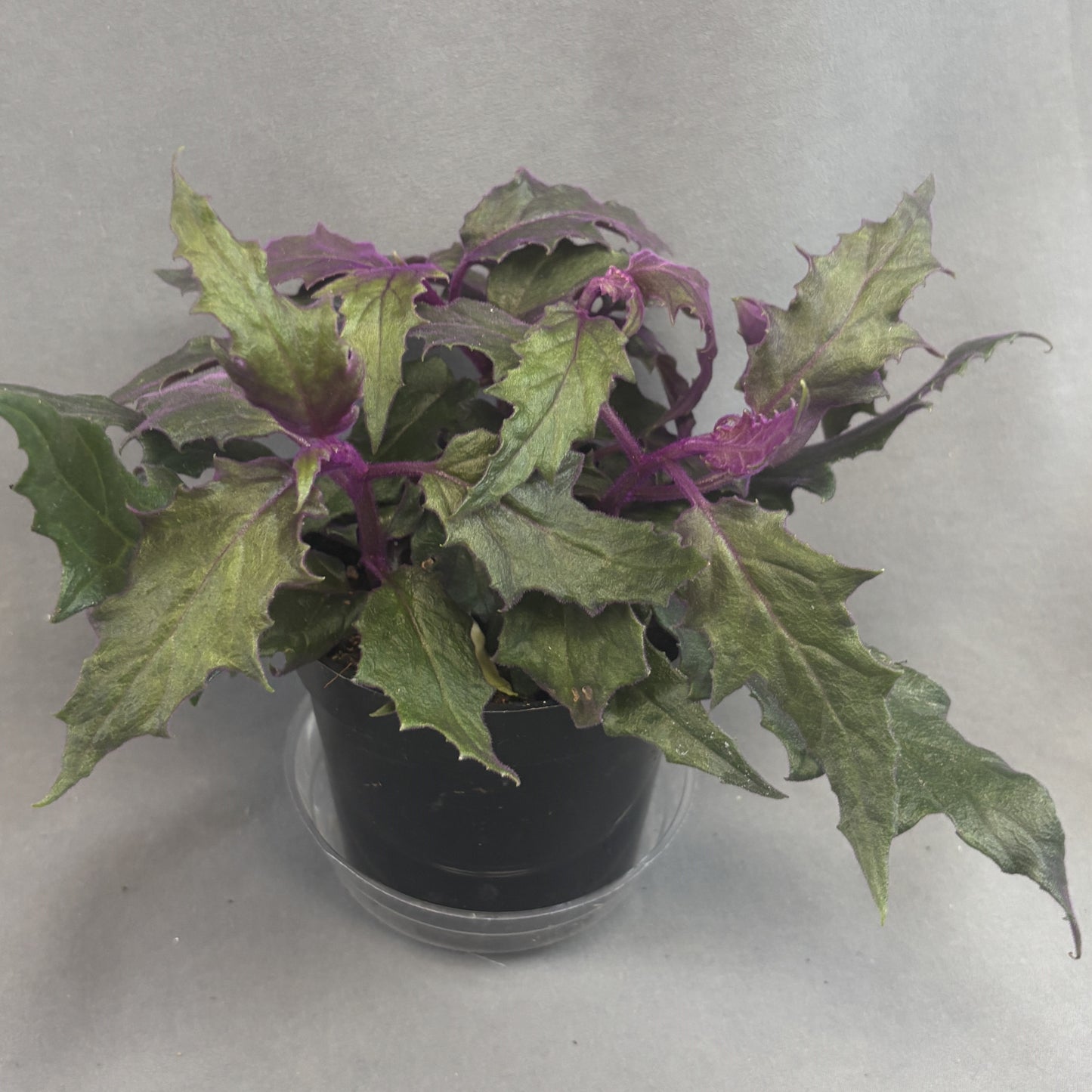 Purple Passion Plant