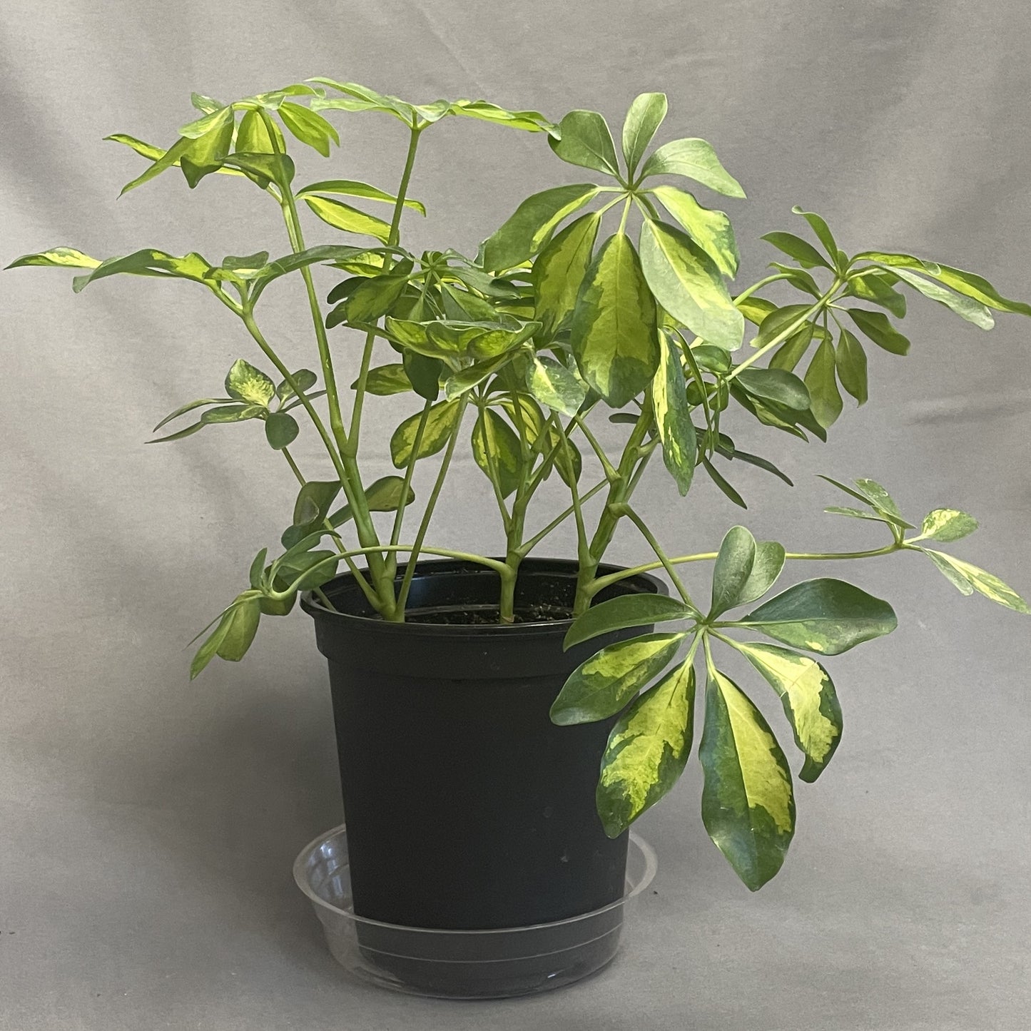 Schefflera arboricola