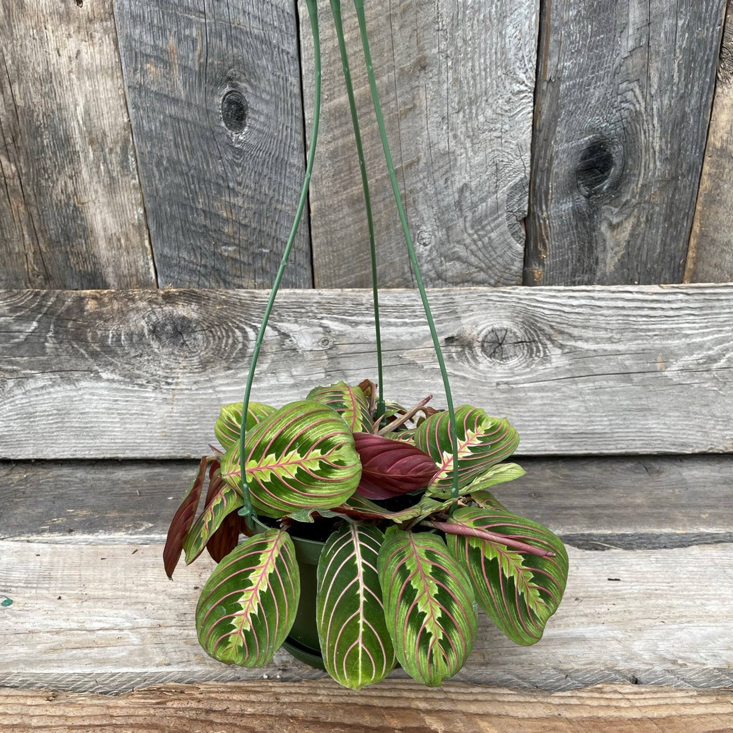 Maranta 'Red'