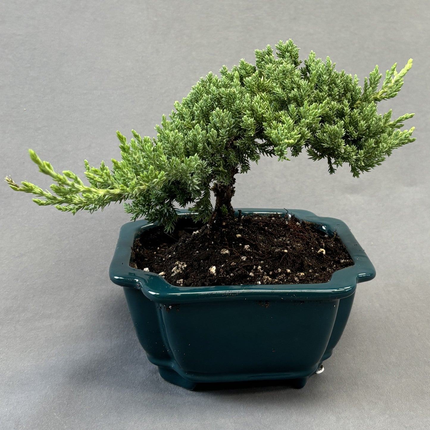 Juniper Bonsai