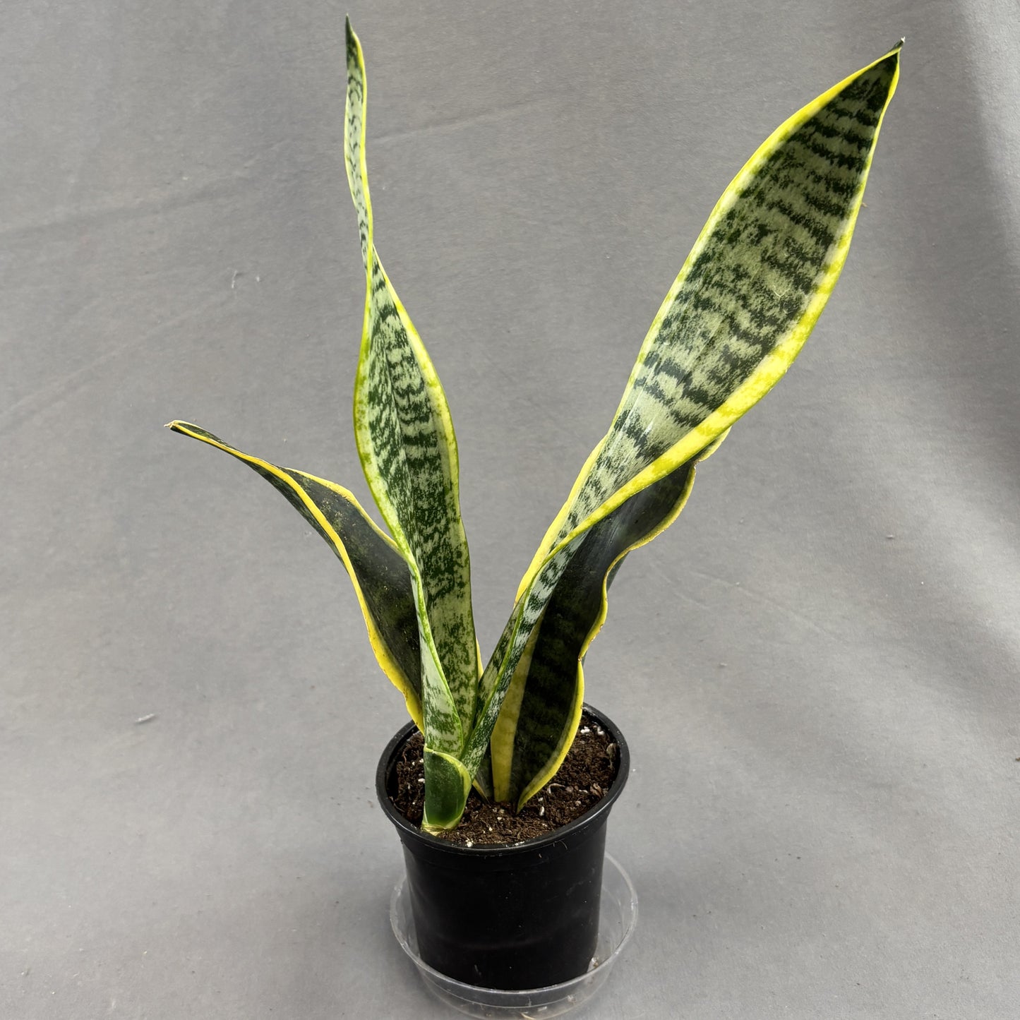 Snake Plant 'Laurentii'