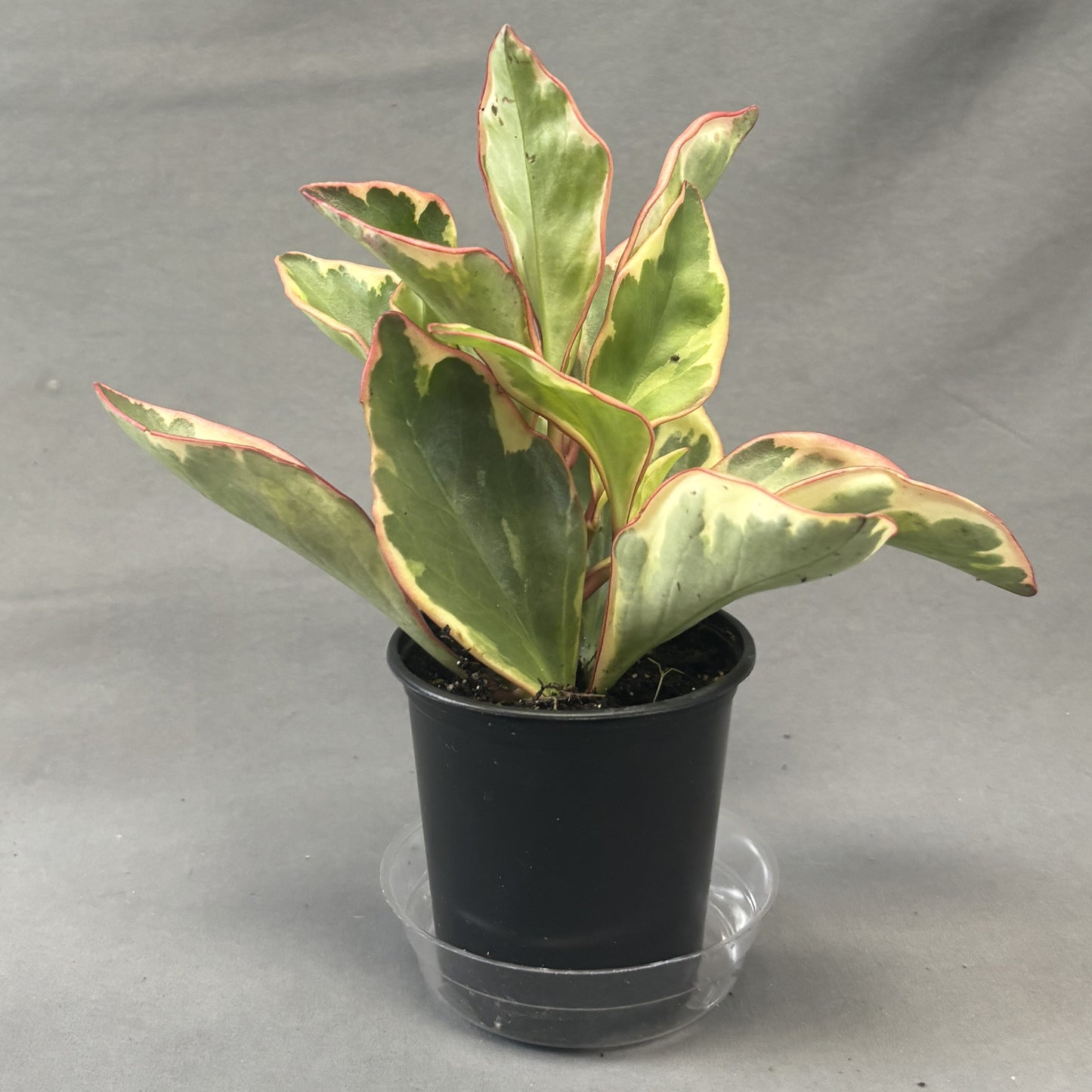 Peperomia 'Ginny'