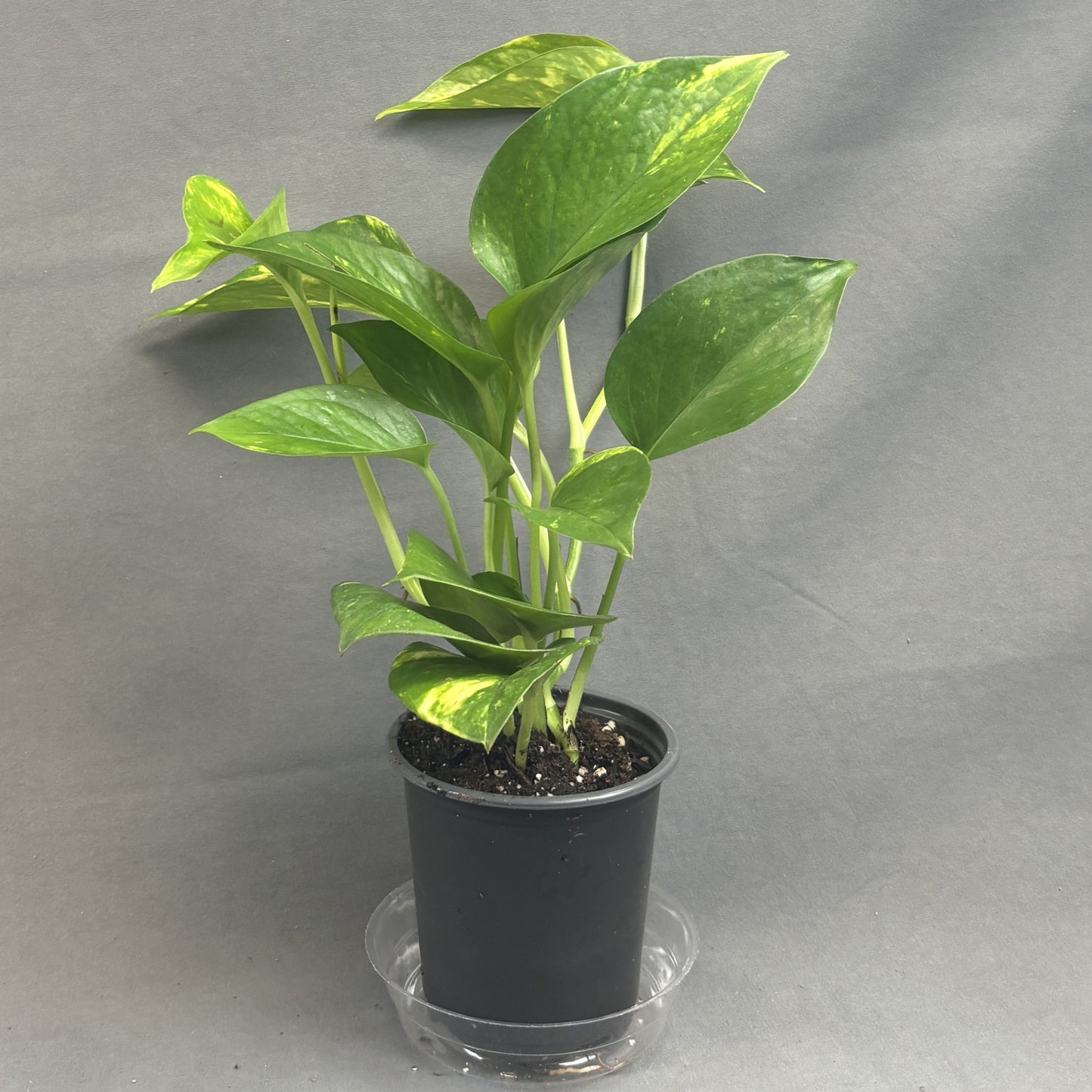 Pothos 'Golden'