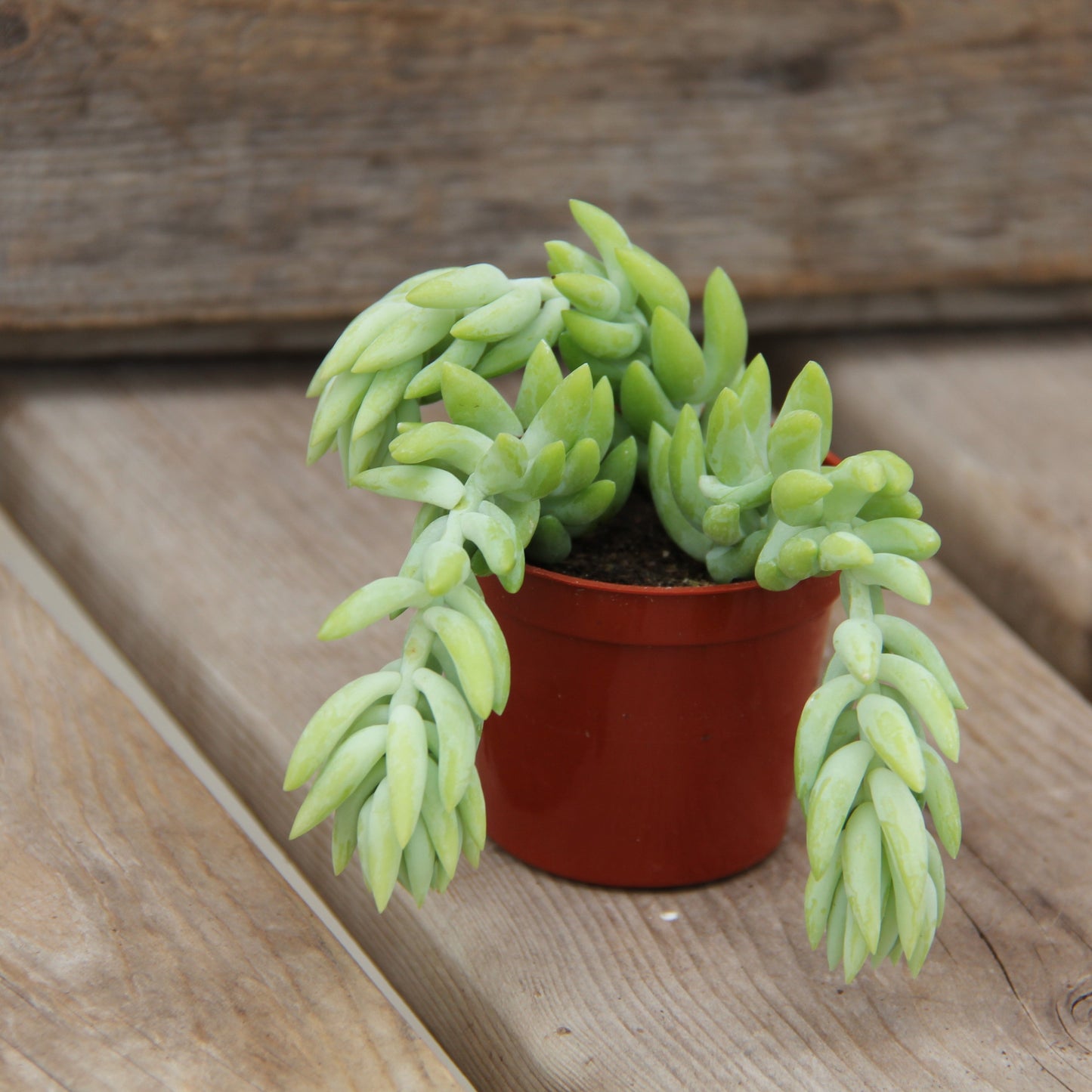 Burro's-Tail