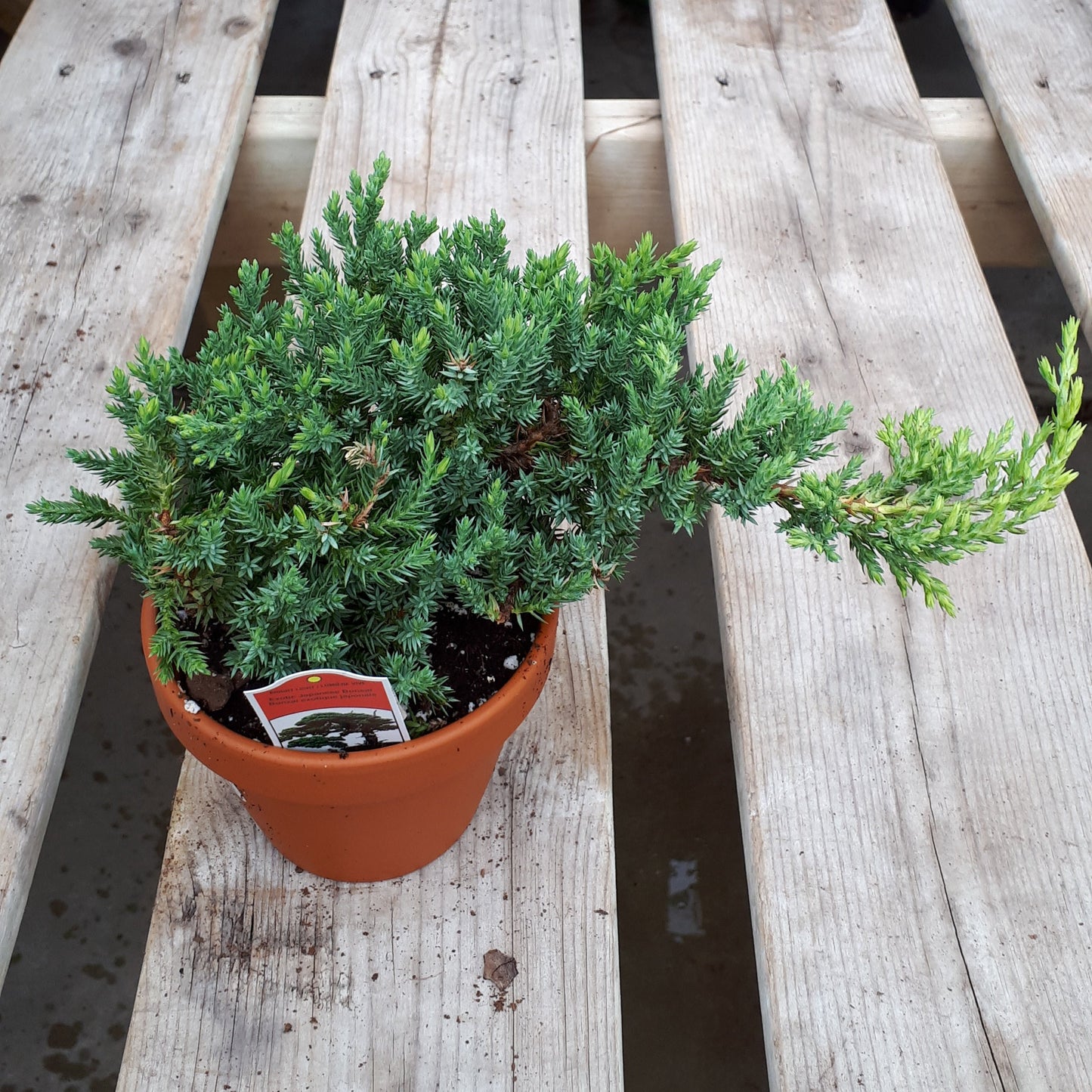 Juniper Bonsai