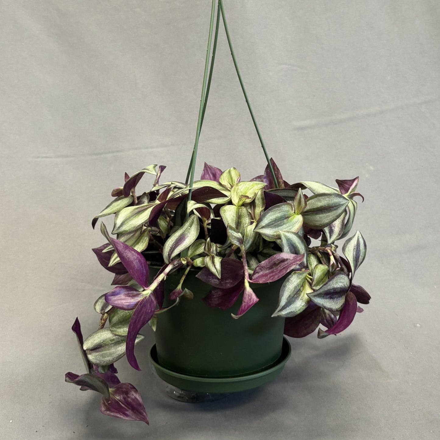 Tradescantia zebrina