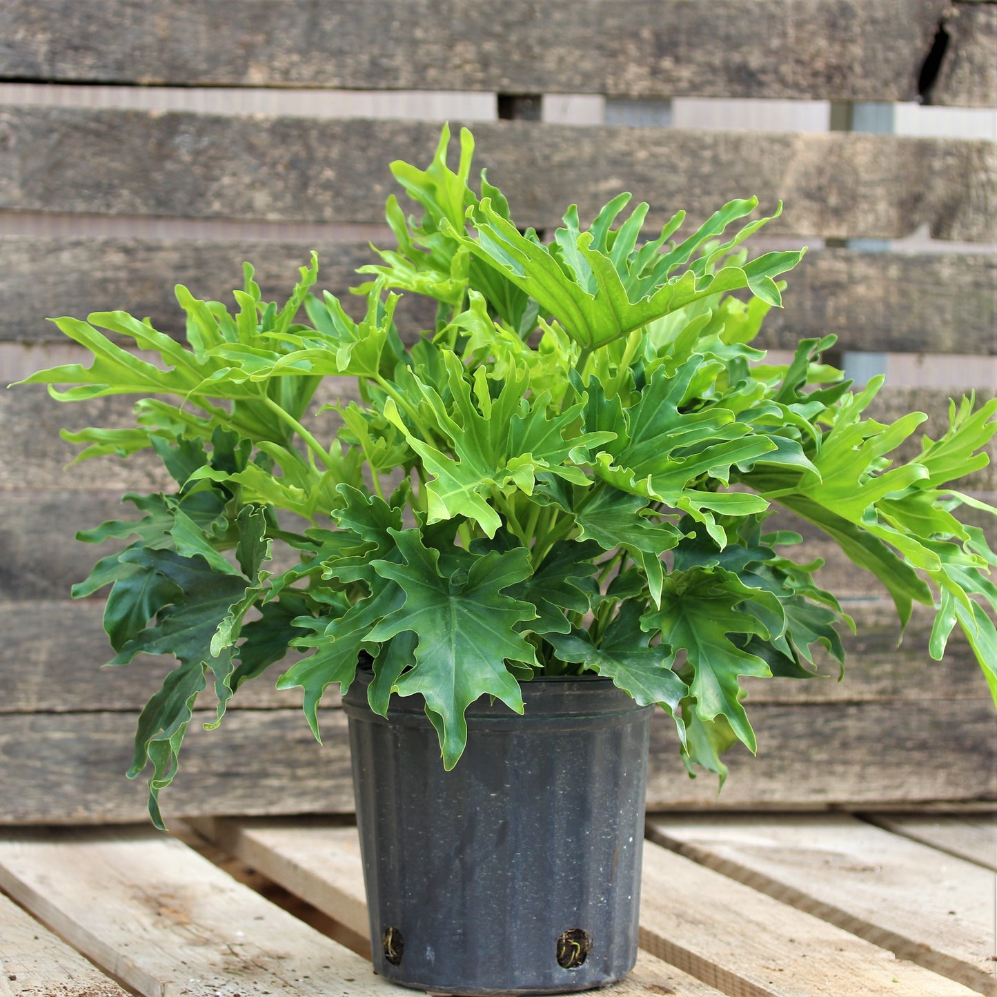 Philodendron 'Lickety Split'