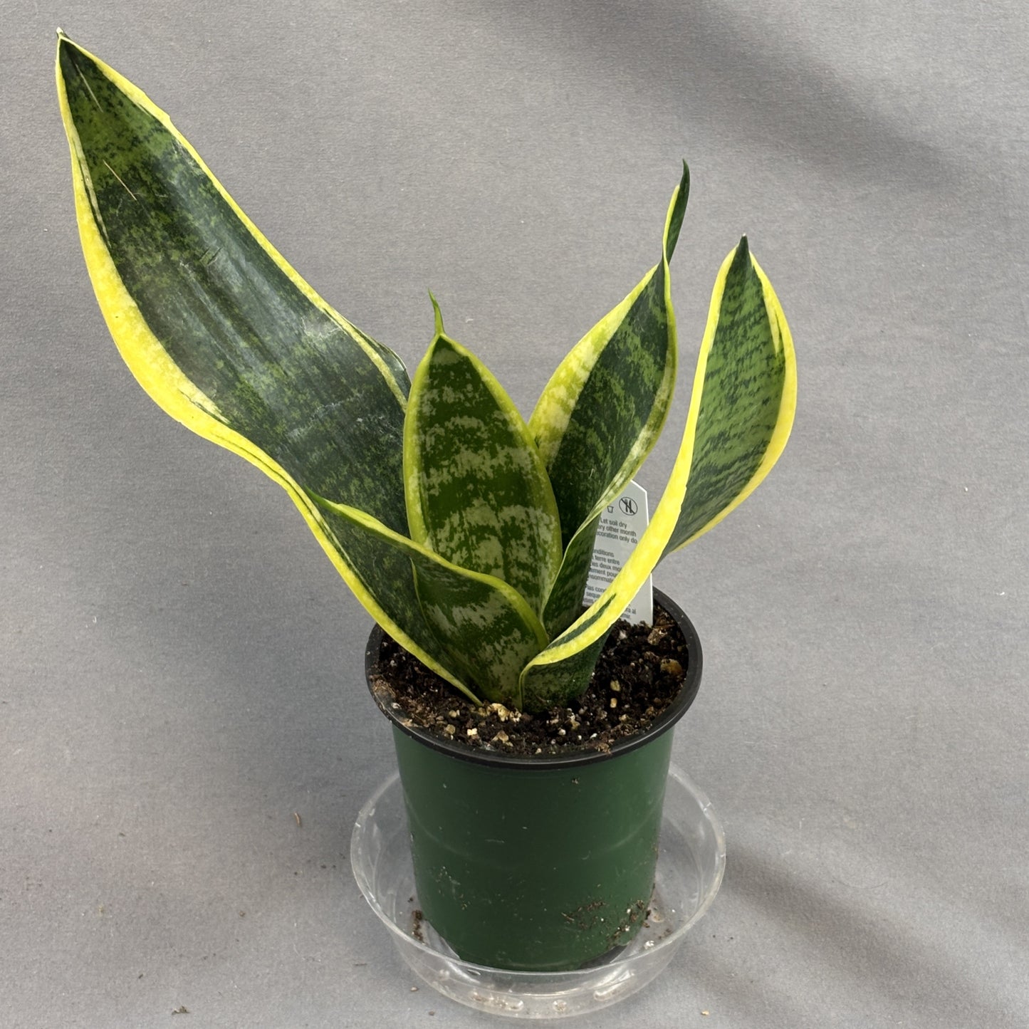 Snake Plant 'Laurentii'