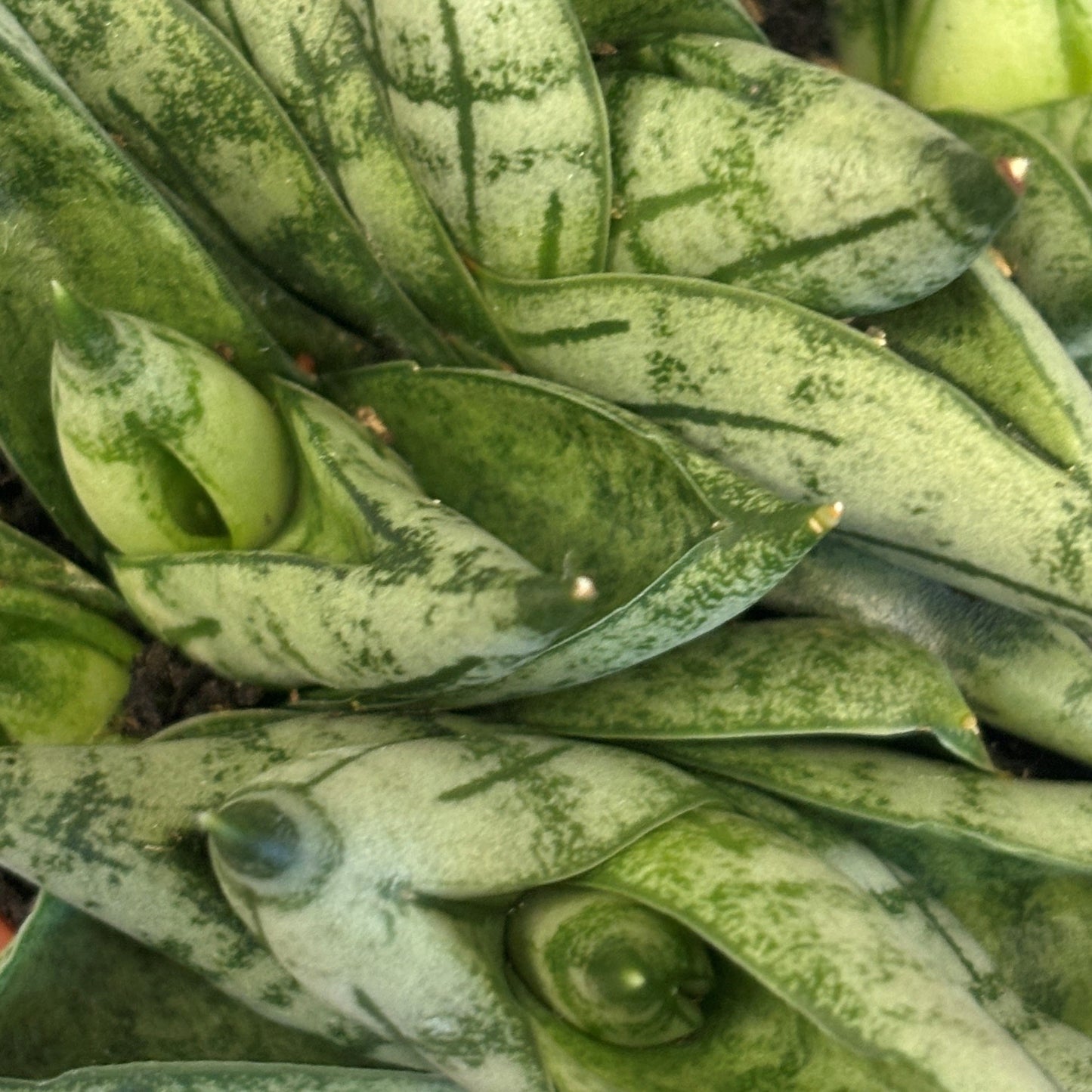 Snake Plant 'Boncel'