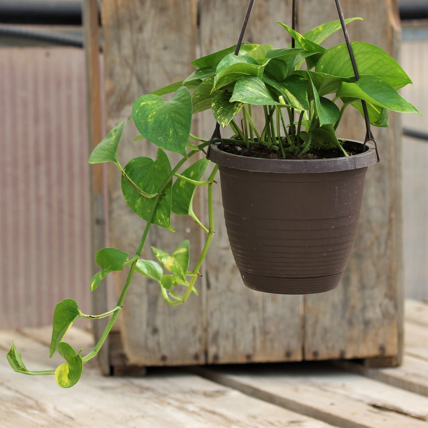 Pothos 'Golden'