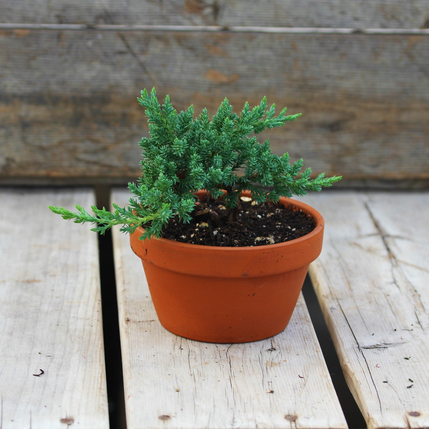 Juniper Bonsai