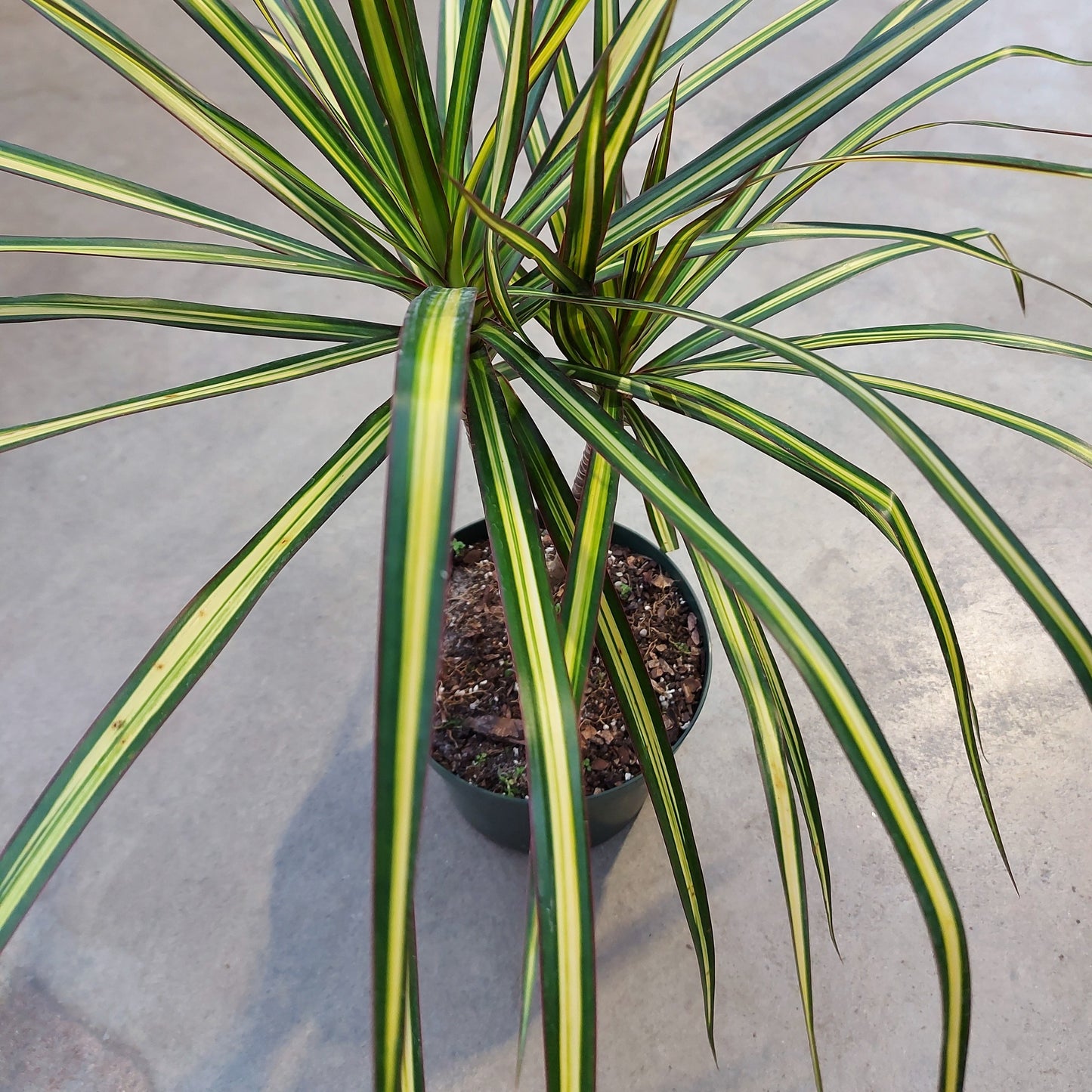 Dracaena 'Kiwi'